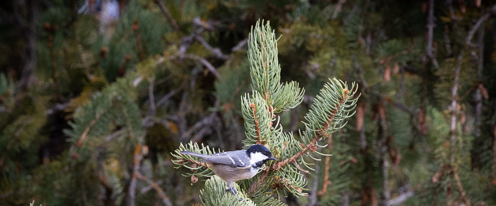 ‘Pajareando’ por el Alto Tajo: de Corduente al Barranco de la Hoz