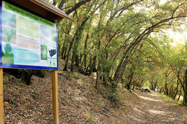 Foto de Bosque de Valdenazar en Escopete, Guadalajara